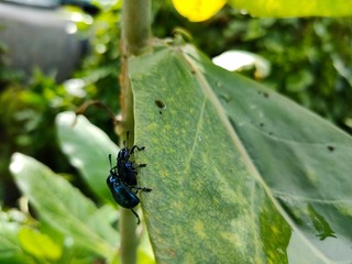 bug on a leaf