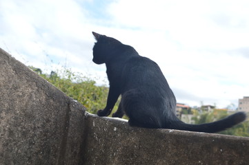 cat on the roof