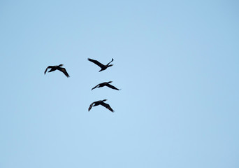 The Socotra cormorant  is also called as Socotran cormorant or Socotra shag
