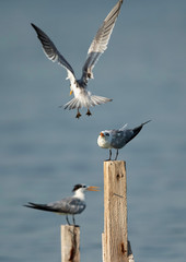 Terns are seabirds in the family Sternidae