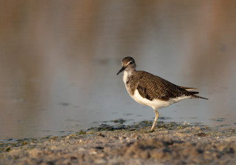 Common sandpiper is a small shorebird