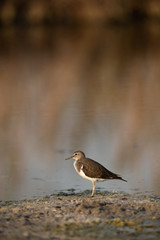 Common sandpiper is a small shorebird