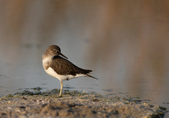 Common sandpiper is a small shorebird