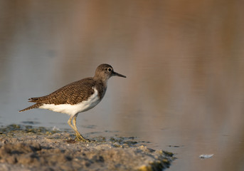 Common sandpiper is a small shorebird