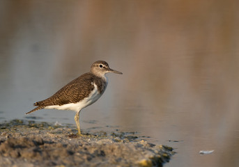 Common sandpiper is a small shorebird