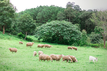Group of sheep grazing in paddock at farm