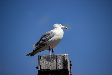 seagull on post