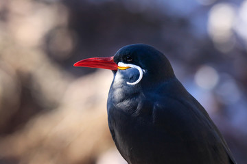 Inca Tern with White Mustache