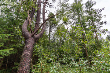 Fototapeta premium Nature reserve Wilhelmsdorf Pfrunger Ried in Upper Swabia