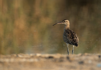 The bar-tailed godwit is a large wader in the family Scolopacidae