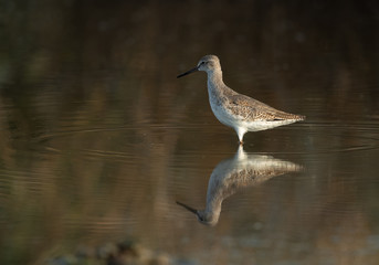 Redshank have red legs and a black-tipped red bill