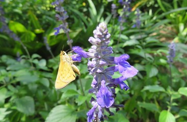 Skipper butterfly on blue salvia flowers in Florida nature