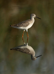 Redshank have red legs and a black-tipped red bill