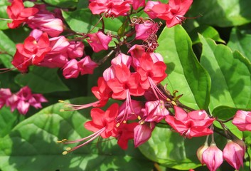 Beautiful clerodendrum flowers in Florida zoological garden, closeup
