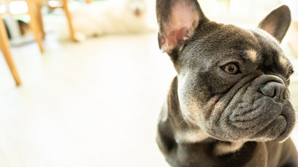 Puppy Black French bulldog looking away