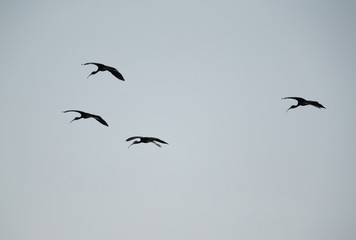 Glossy Ibis in the lake in Buharin, Bahrain