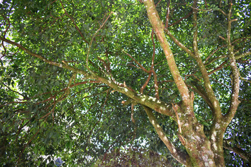 background of a tree with green leaves