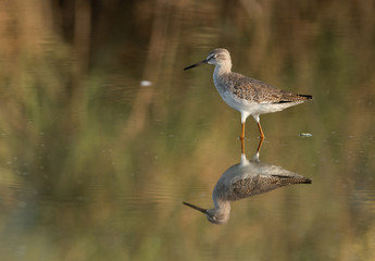Redshank have red legs and a black-tipped red bill