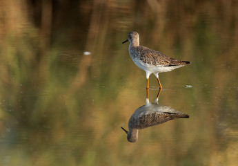Redshank have red legs and a black-tipped red bill