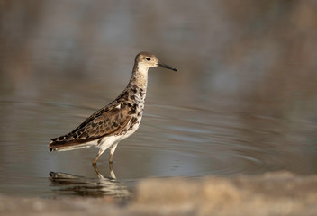The ruff is a medium-sized wading bird that breeds in marshes and wet meadows