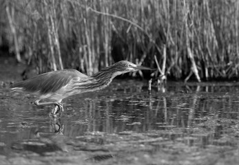 The Squacco Heron is a small heron