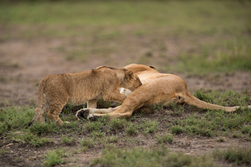 The lion is one of the four big cats and belongs to genus Panthera