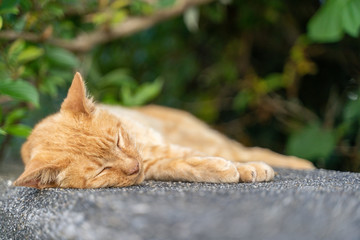 昼寝をしている猫