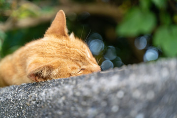 昼寝をしている猫