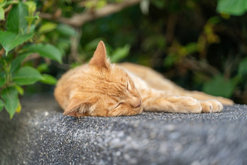昼寝をしている猫