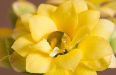 Obraz premium yellow kalanchoe flower