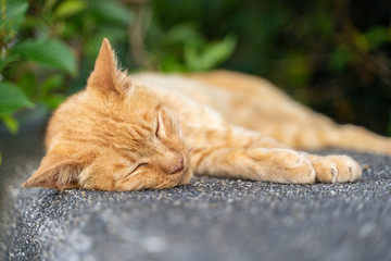 昼寝をしている猫