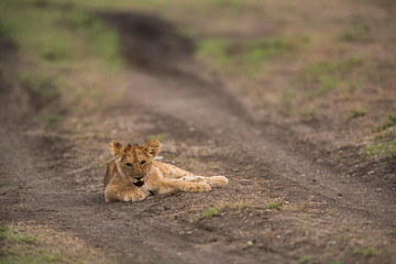 The lion is one of the four big cats and belongs to genus Panthera