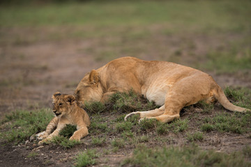 The lion is one of the four big cats and belongs to genus Panthera