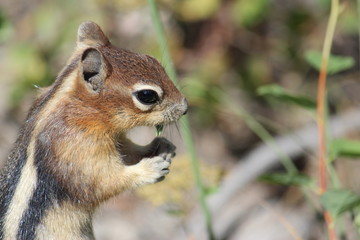 Naklejka na ściany i meble squirrel eating in yellowstone national park