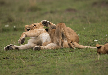 The lion is one of the four big cats and belongs to genus Panthera