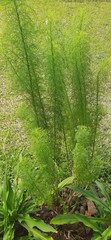 Tall ornamental grass in the back garden