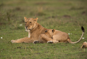 The lion is one of the four big cats and belongs to genus Panthera