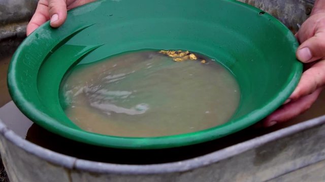 Gold panning and prospecting success: Caucasian male fingers swirl brown water over large golden nuggets and black fine silt alluvial deposits in green trap pan, static close up portrait