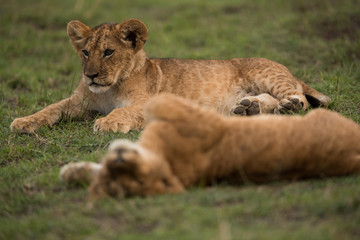 The lion is one of the four big cats and belongs to genus Panthera