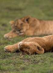 The lion is one of the four big cats and belongs to genus Panthera