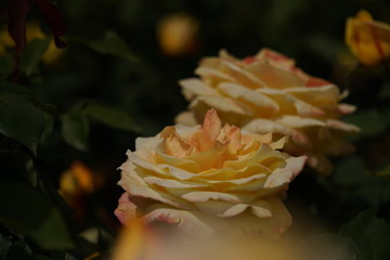 Yellow Flower of Rose 'Golden Heart' in Full Bloom
