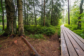 Nature reserve Wilhelmsdorf Pfrunger Ried in Upper Swabia