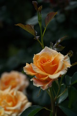 Cream Flower of Rose 'Golden Monica' in Full Bloom
