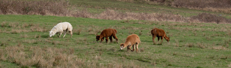 alpacas grazing on a farm