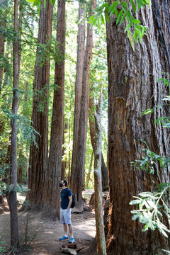 Man wearing face mask while hiking in Northern California redwood trees