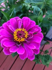 Pink and Gold Flower