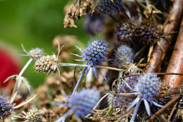 thistle in bloom