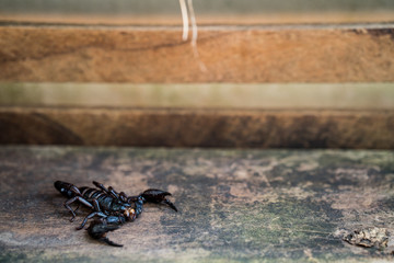 Giant forest scorpions on wooden table indoor.