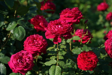 Red Flower of Rose 'Gospel' in Full Bloom
