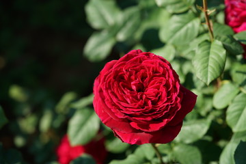 Red Flower of Rose 'Gospel' in Full Bloom
